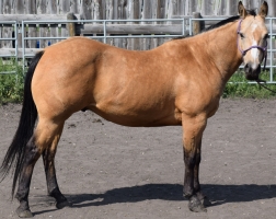 CB Lightning Chex