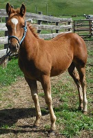 CB Cappys Lily