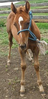 CB Cappys Trudy