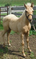 CB Cappys Wilma